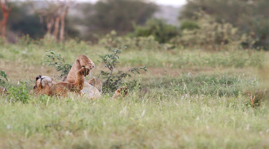 6 Days Family Safari in Northern Tanzania